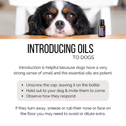 Doterra for shop dogs pdf